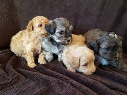 2.4 sissy j s poochies. Maltipoo Puppies For Sale Grandville Mi 181304