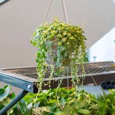 Image result for Tragia prostrata