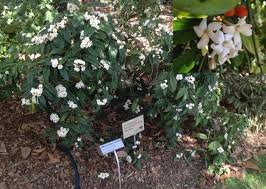 Image result for Mitriostigma axillare