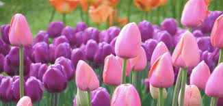 انواع الورود ومعانيها وصورها معلومة ثقافية alaylalayl