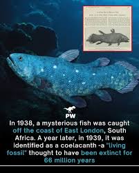 Image result for Coelachyrum