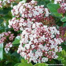 Der gemeine schneeball ist ein sommergrüner strauch mit höhen zwischen 1,50 meter und 6 metern. Immergruner Schneeball Lisa Rose Viburnum Tinus Lisa Rose Immergrune Laubgeholze Garten Schluter