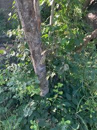 Image result for Homalium dentatum