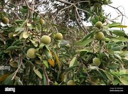 Image result for Diospyros dichrophylla