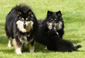 Finnish Lapphund Dog Puppy Finnish Lapphund Cute Animals Puppies