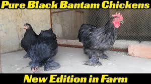 Check spelling or type a new query. Black Bantam Chickens New Edition In My Farm Youtube