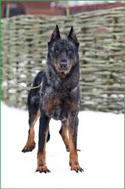 Beauceron puppies for sale uk. 15 Beauceron Dog Ideas Beauceron Dog Breeds Dogs