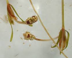 Image result for Potamogeton pusillus