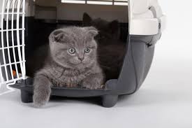 My favorite backpacks have a bubble built right in to provide a the fat cat is an excellent bag specifically designed for larger cats. The 25 Best Cat Carriers Of 2020 Cat Life Today