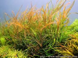 Image result for Potamogeton schweinfurthii