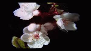 Free animated flowers to use on your website. Gif Fleurs Blume Flower Animated Gif On Gifer