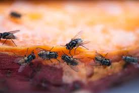 Wenn die tage wieder kürzer werden und die mückenschwärme über seen und bächen verschwinden, bedeutet das noch danach kommt ihnen keine tragende rolle mehr zu. Fliegen Bekampfen Vertreiben 3 Einfache Tipps Plantura