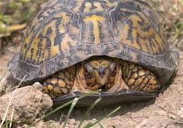 Wildlife Territorial Box Turtles Are A Local Favorite Pittsburgh Post Gazette