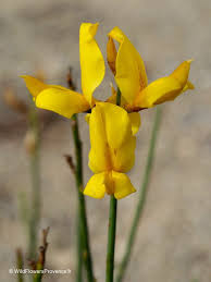 Image result for Spartium