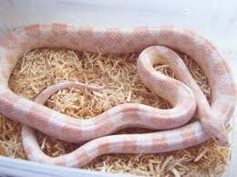 Snow Corn Snake A Total Care Guide All New Owners Must Know