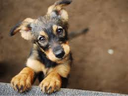 If you've been considering bringing home a furry companion, be sure to keep reading. Dallas Hiram Pets Dallas Hiram Ga Patch