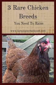 Some of the fancier backyard chicken breeds like silkies or polish should be added once you have more experience and your systems have been tested as. 3 Rare Chicken Breeds You Need To Raise Farming My Backyard