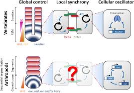 See more ideas about soap, home made soap, diy bath products. Delta Notch Signalling In Segmentation Abstract Europe Pmc