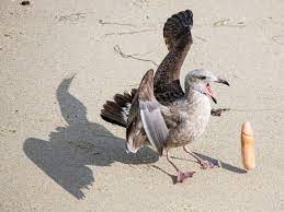 Wildlife photographer shocked to see seagulls on beach fighting over a  dildo - Daily Star