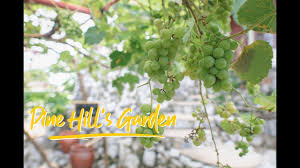 Vlog malaysia cameron valley vs ladang teh sungai palas cameron highlands malaysia the khainis. Pine Hill S Garden Taman Anggur Kuala Terengganu Youtube