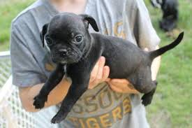 Americanlisted features safe and local classifieds for everything you need! Bugg Puppies Half Boston Terrier Half Pugg Will Be 8 Weeks Old 6 28 For Sale In Branson Missouri Classified Americanlisted Com