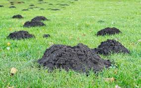 Image result for plašič krtků z pet lahve