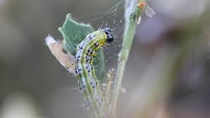 Image result for caterpillar box tree moth inside buxus plant