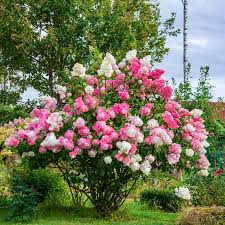 Image result for hydrangea paniculata vanille fraise