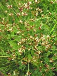 Image result for Juncus punctorius