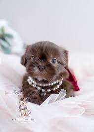 We offer imperial shih tzu puppies for sale and teacup shih tzu puppies for sale on a limited basis. Shih Tzu Puppies Miami Teacup Puppies Boutique