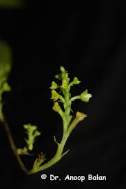 Image result for Polystachya bicarinata