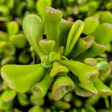 Image result for Tinnea eriocalyx