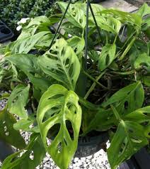 Masih Satu Varietas Dengan Philodendron Split Leaf Monstera Deliciosa Philo Swiss Cheese Daunnya Juga Terbelah Atau Membuka S Tanaman Menanam Tanaman Gantung