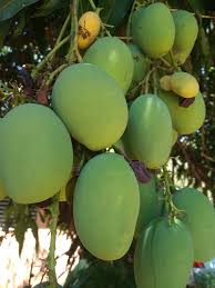 Image result for Mangifera