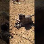 Kangal Uretim Ciftligi Adli Kullanicinin Satilik Kangal Https Www Kangalyavrusu Net Panosundaki Pin Kangal Kopegi Kopek