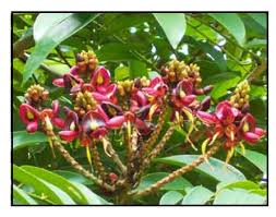 Image result for Millettia dura