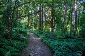 The park includes one of the first underwater areas in california, gerstle cove marine reserve, where marine life is completely protected. A Path Leads Through Evergreen Trees At Saltwater State Park In Des Moines Washington Stock Photo Picture And Royalty Free Image Image 104513618