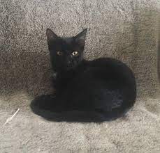 Epingle Sur Chats Et Chattons