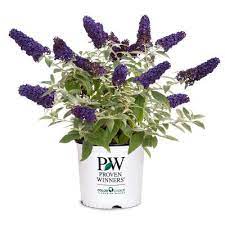 These small shrubs produce an abundance of small purple flowers on long stems that trim out sprigs of lavender flowers as desired once the shrub begins blooming. Purple Bushes Outdoor Plants The Home Depot
