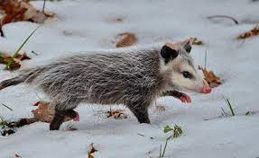 A Virginia Opossum Takes A Walk In The Canadian Snow Opossum Cute Animals Awesome Possum