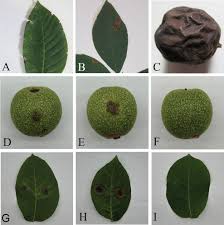 Image result for Walnut blight