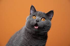 413,100+ Funny Cat Stock Photos, Pictures & Royalty-Free Images - iStock |  Funny dog, Cat, Funny animals