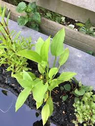 Image result for Caldesia parnassifolia