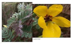 Image result for Chamaecrista paralias