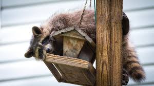 eliteextermination.com