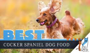 6 best cocker spaniel dog food plus top brands for puppies