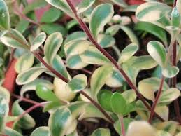 Kalanchoe Manginii F Variegata World Of Succulents Blooming Succulents Succulents Identify Plant