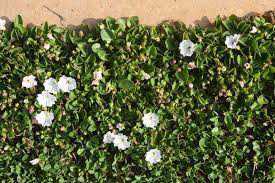 Image result for Falkia oblonga