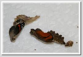 Clean the frass (butterfly poop) everyday and disinfect the tray before putting it back in the cage. Dehydrated Butterfly Chrysalises Butterfly Fun Facts