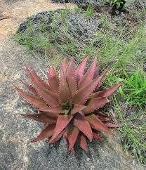 Image result for Aloe bicomitum